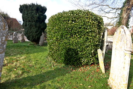 Evergreen shrub and yew tree