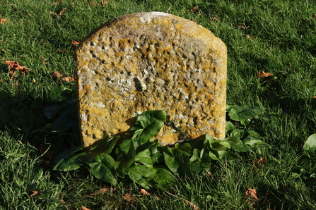 Lichen covered gravestone 1