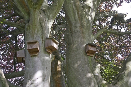 Bat box