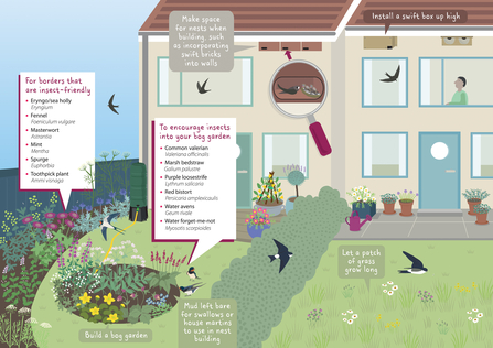 Swifts, swallows and martins infographic