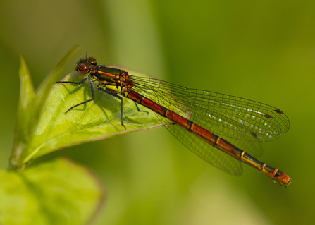 Large red damselfly