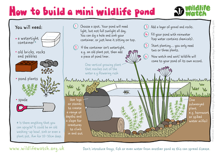 Mini pond activity sheet