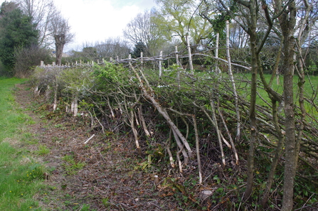 Hedgelaying at Broad Oak