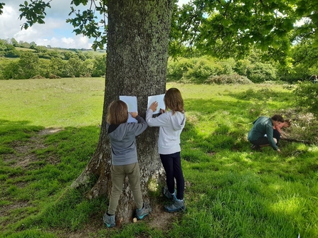 Tremendous trees at Kingcombe