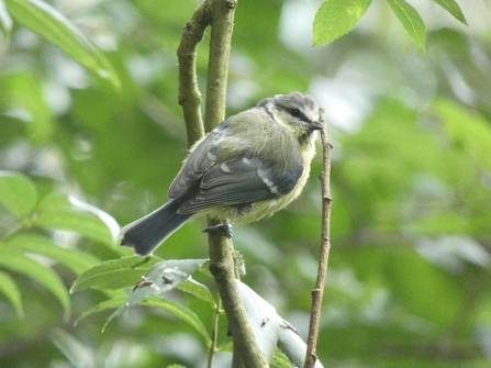 Bird at Kingcombe