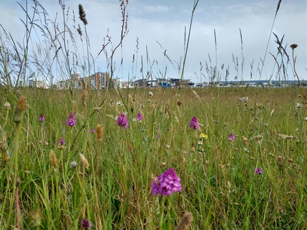 Flower meadow with town in the distance