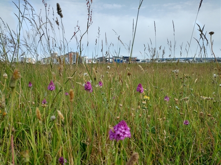 Flower meadow with town in the distance 