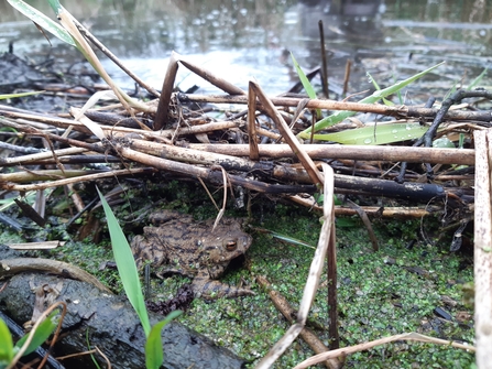 Common toad sheltering in a beaver dam