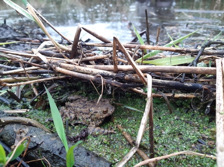 Common toad sheltering in a beaver dam