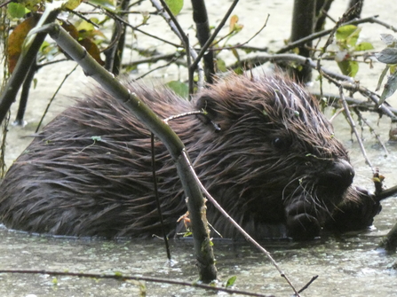 Eurasian beaver 