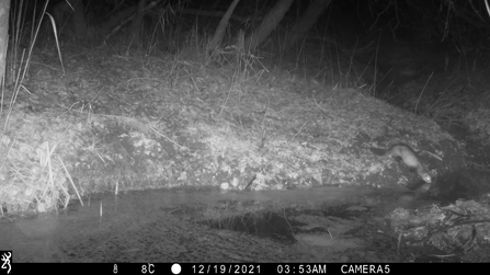 Polecat drinking from beaver pond 