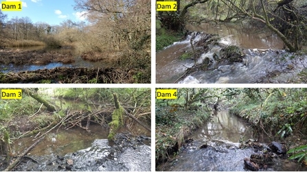 The 4 Beaver dams at the beaver project site creating wetland habitat.