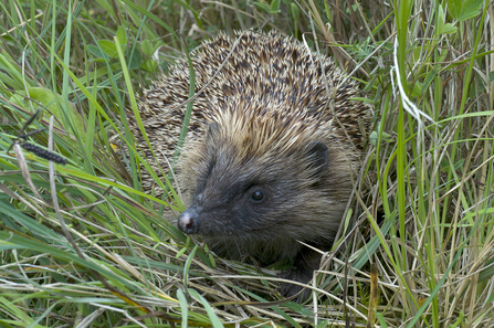 Hedgehog in the grass