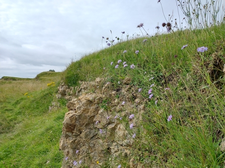 Unimproved limestone grassland 