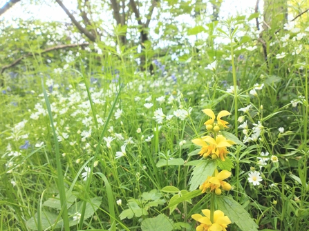 Rich ground flora in a coppice woodland 