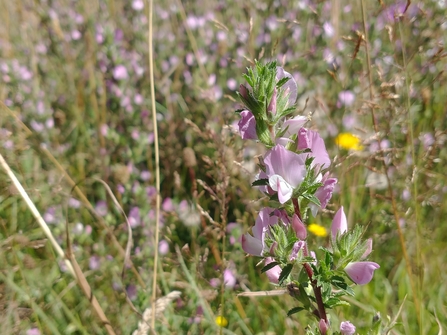 Spiny restharrow