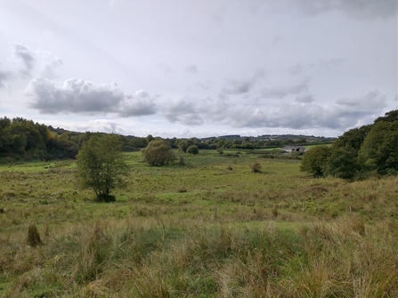 Fen meadow and rush pasture habitat managed by cattle