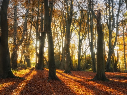 Autumn at Kingcombe 