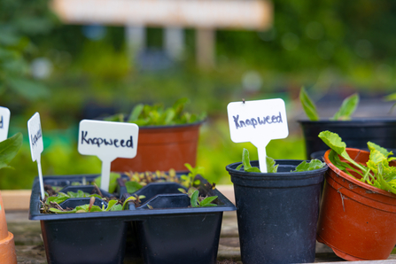 Plant pots at Kingcombe 