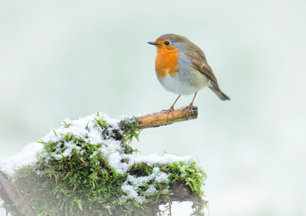 Robin in the snow 