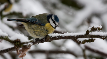 Blue tit 