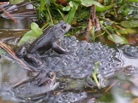 Frog with frog spawn