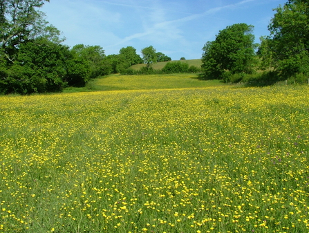 Kingcombe Meadows Nature Reserve