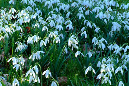 Snowdrops