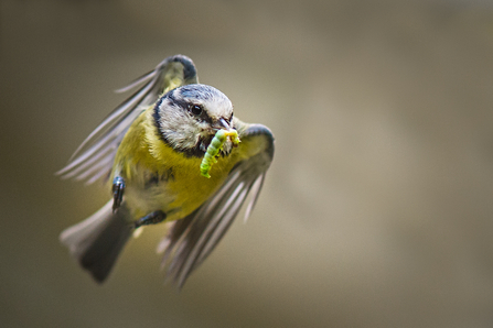 Blue tit with caterpillar 