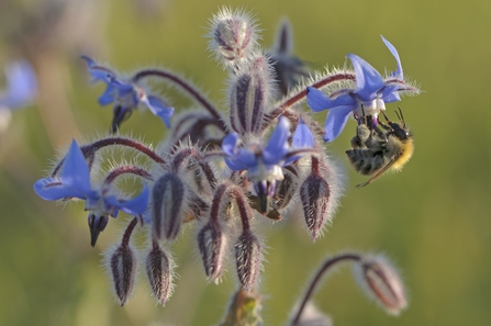 Borage with bee on it