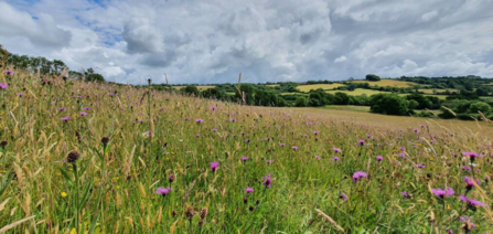 Kingcombe Meadows