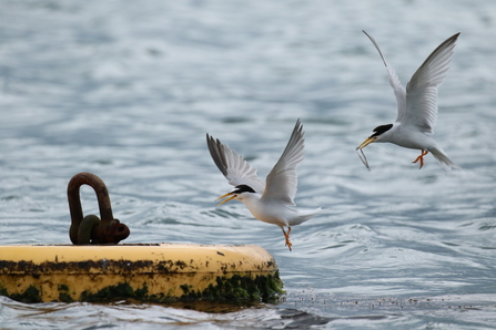 Little tern