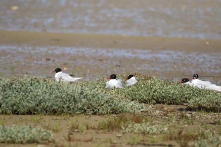 Mediterranean gull