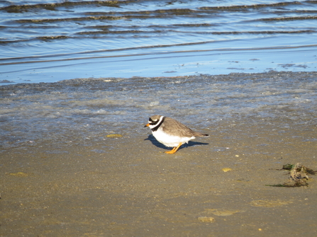 Ringed plover 