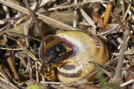 Two-coloured mason bee 