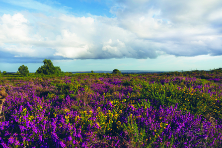 Upton Heath