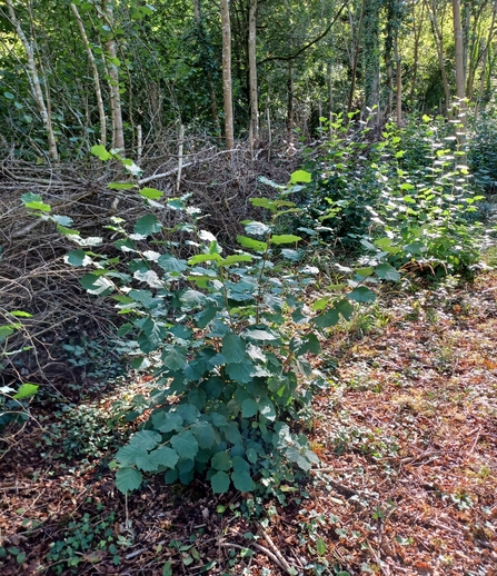 Coppiced hazel tree