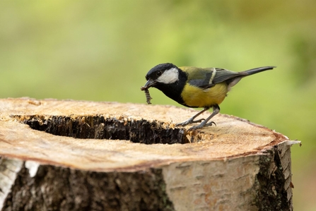 Great tit with caterpillar 