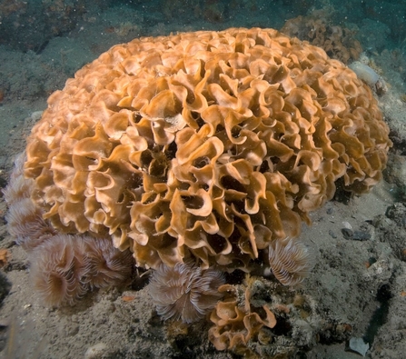 Ross coral