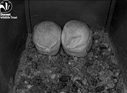 The breeding pair of owls in the nest box at Lorton Meadows 
