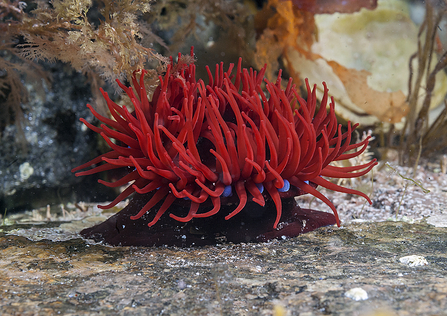 Beadlet anemone