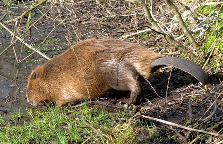  A great look at a beaver’s unique tail. 