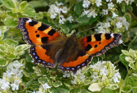 Small tortoiseshell with oregano