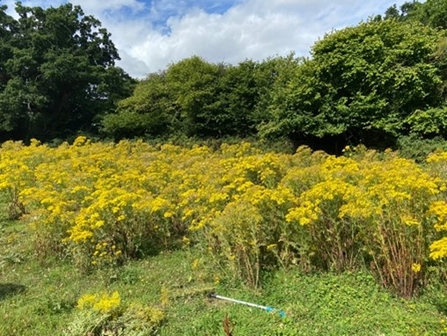 Happy Bottom nature reserve 