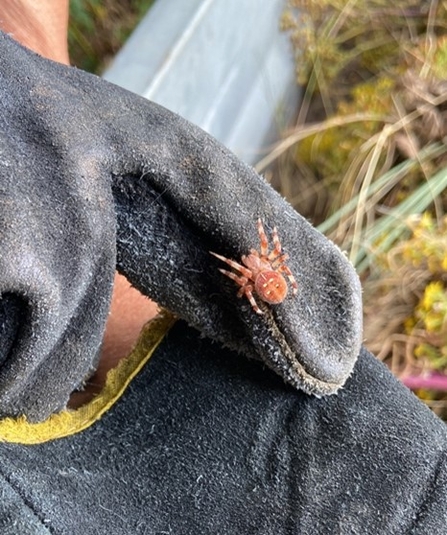 Four-spotted orbweb spider 