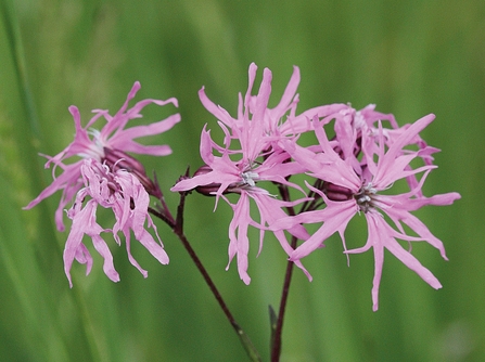 Ragged robin