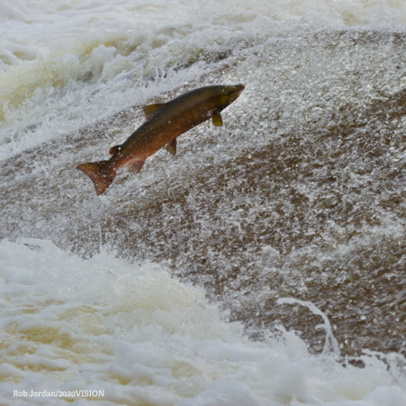 Atlantic salmon 