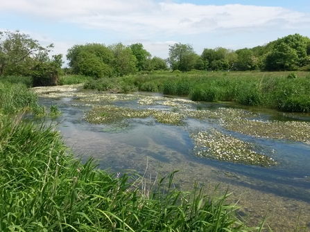 Water-crowfoot in flower 