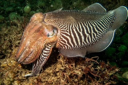 Common cuttlefish 