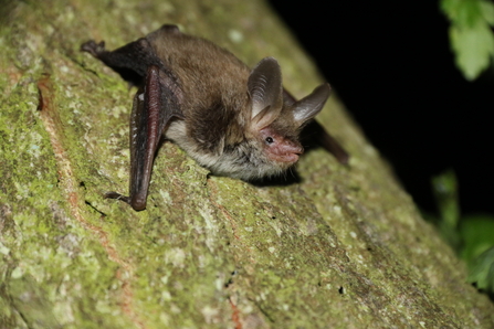 Bat on a tree